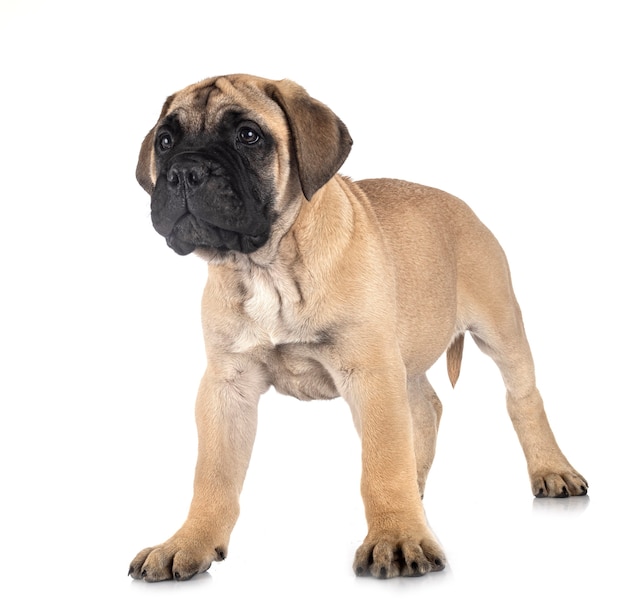 Young bullmastiff in front of white