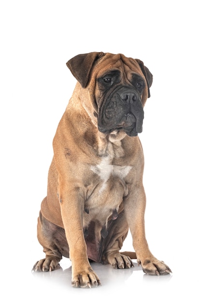 젊은 bullmastiff 흰색 절연