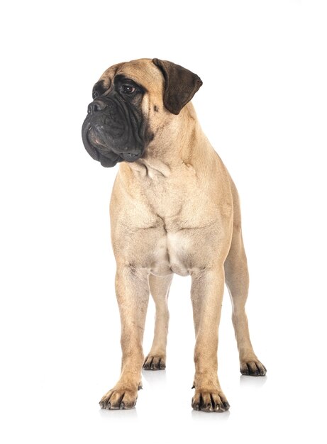 젊은 bullmastiff 흰색 절연