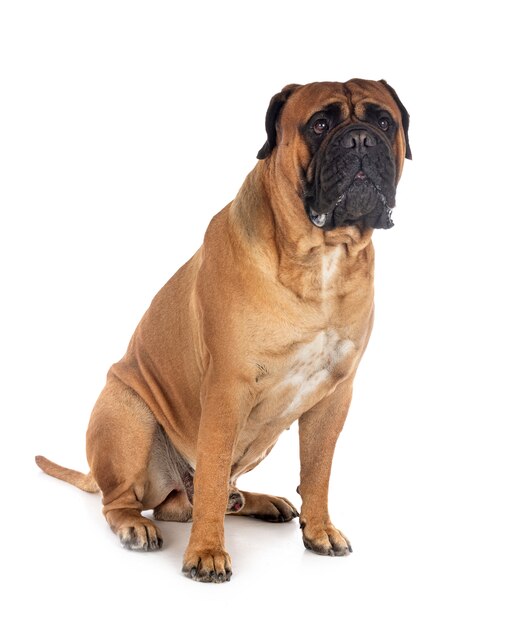 스튜디오에서 젊은 bullmastiff