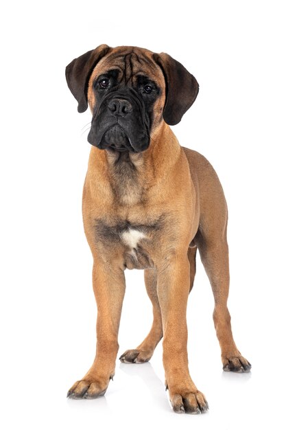 고립 된 백색에 젊은 bullmastiff