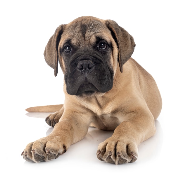 Young bullmastiff on white isolated