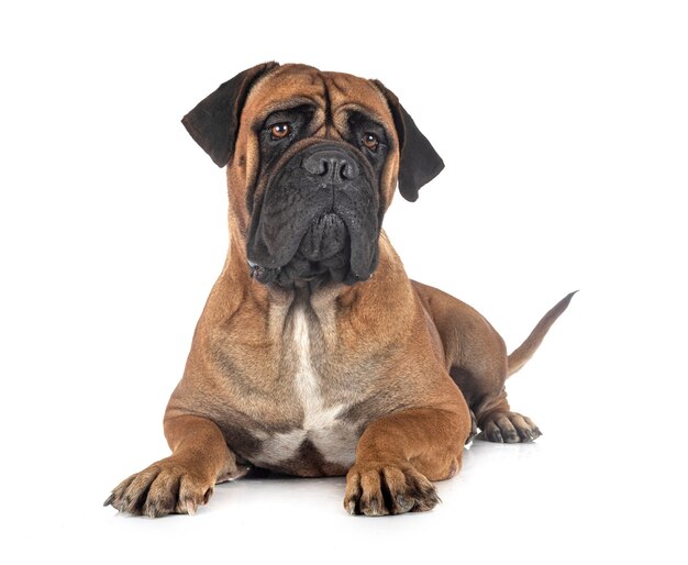 Young bullmastiff