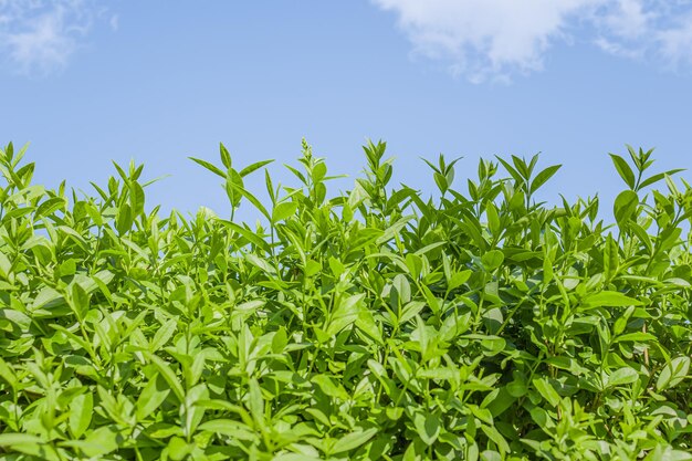 Photo young bush of the ligustrum plant in nature against the background of the sky