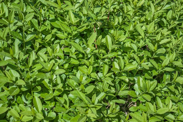 Young bush of ligustrum plant in nature