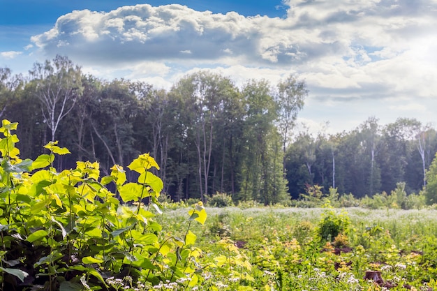 Young bushes on the background of a dense forest. Glade in the middle of the forest on a sunny day