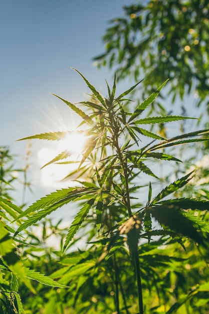 Young bushes of marijuana against the background of the sun and sky at sunset