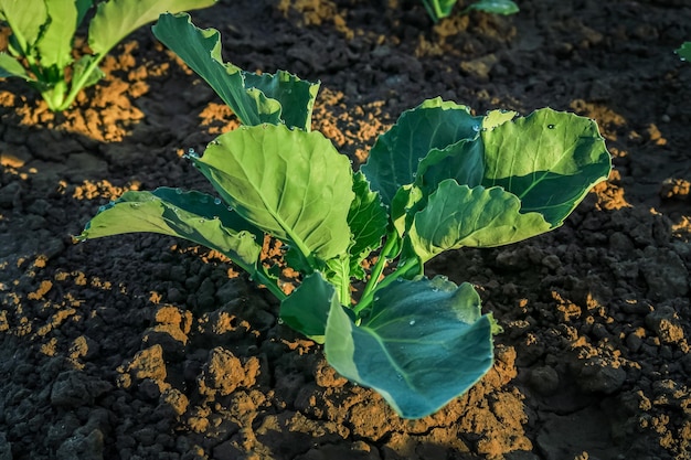 young cabbage grows in the garden after watering