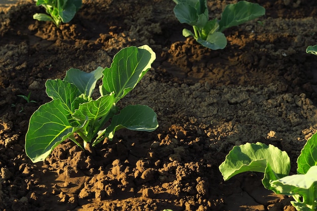 young cabbage grows in the garden after watering