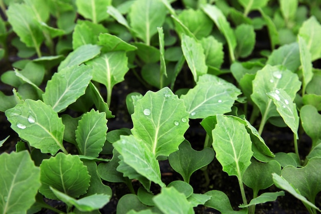 Young cabbage seedlings growing