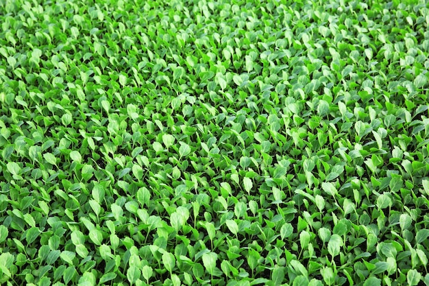 Young cabbage seedlings growing