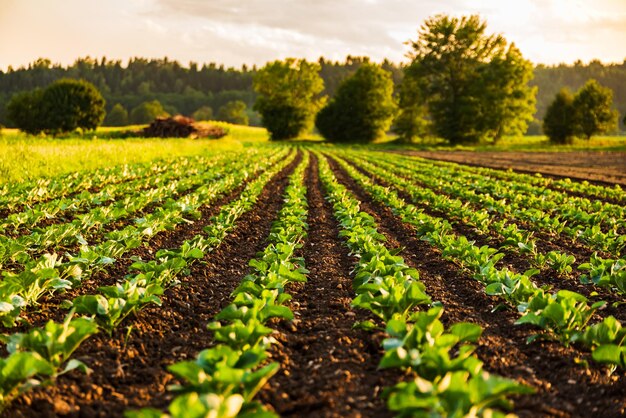 Young cabbage sprouts on the field in rows