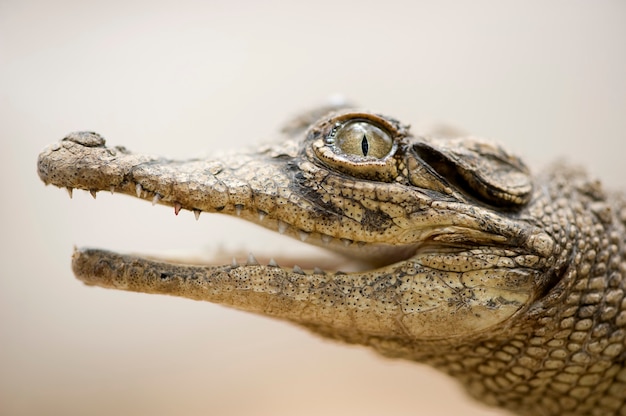 Photo young caiman