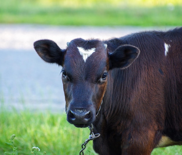 A young calf in black and white