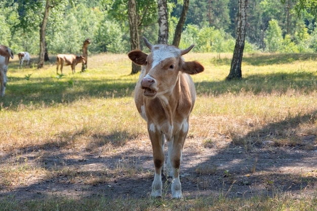 Молодой теленок, корова на фоне деревьев. Идея ухода за животными. Выборочный фокус.