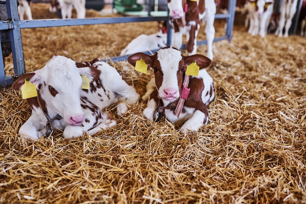 Young calf in a nursery for cows in a dairy farm. Newborn animal.