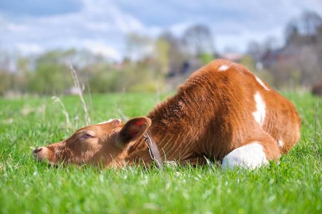 Молодой теленок отдыхает на зеленой траве пастбища в летний день. Кормление крупного рогатого скота на пастбищах фермы