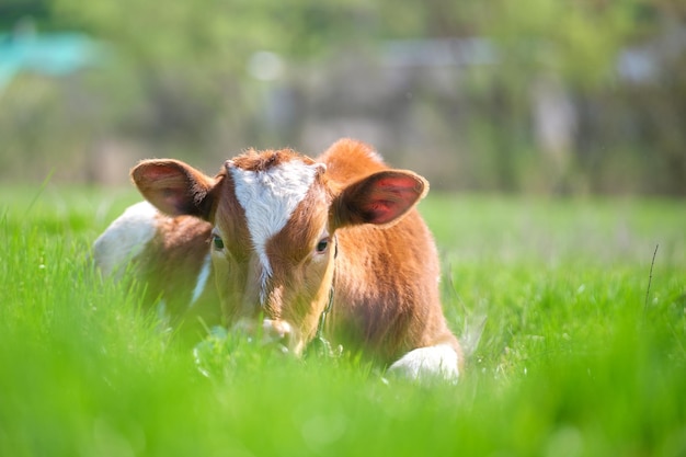 Young calf resting on green pasture grass on summer day Feeding of cattle on farm grassland