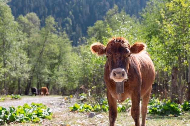 Young calf with cow bell in the pasture