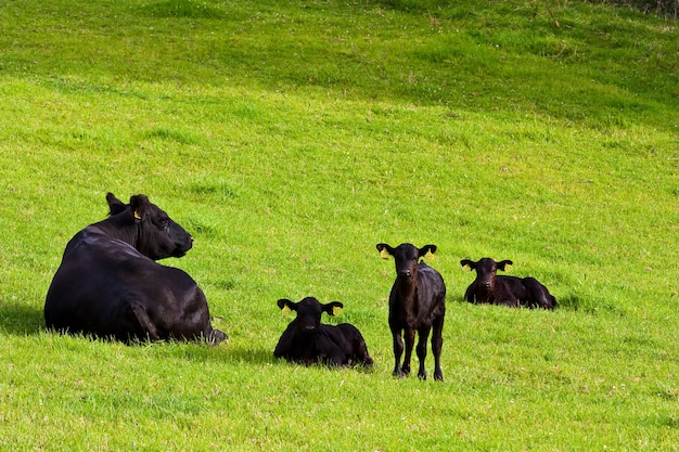 Young calfs in green field, Sutherland, Scotland