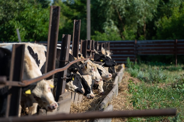 I giovani vitelli mangiano fieno nella stalla della fattoria