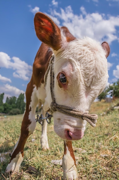 Young calves on the farm Calf care Young newborn calf The head of a curious young calf