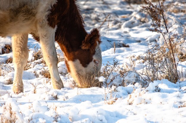 写真 若い子牛は、雪の下で草を探して、冬のフィールドで放牧します。