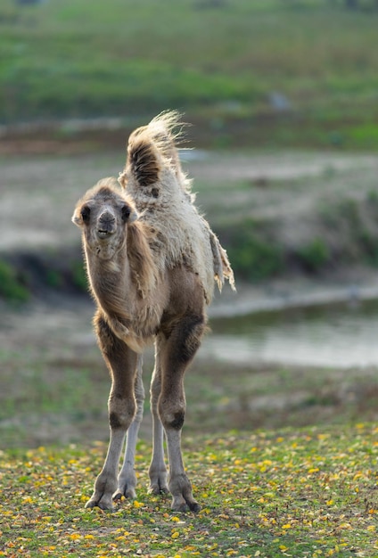 Young camel in the fall in nature