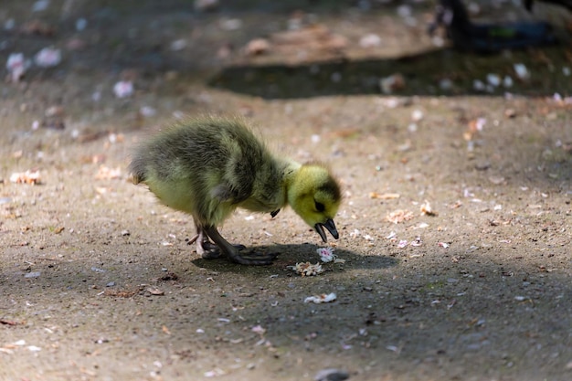 Foto giovane oca canadese che cammina nel parco