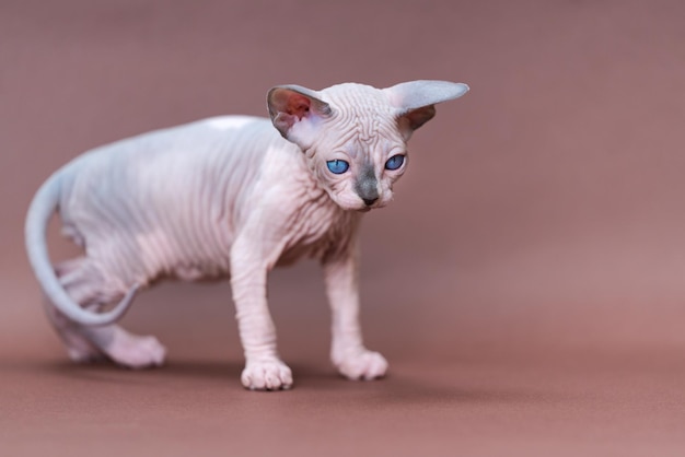 Young canadian sphynx cat of color blue mink and white standing on brown background and looking down