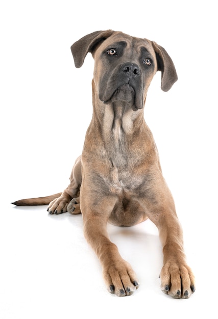 young cane corso