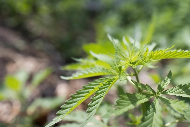 Young cannabis hemp plant growing in sunshine