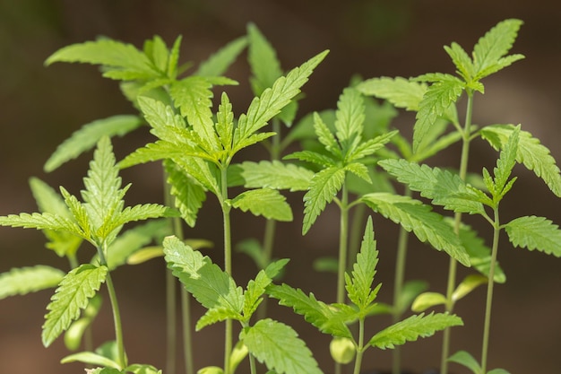 Young cannabis marijuana bush seedling in pot