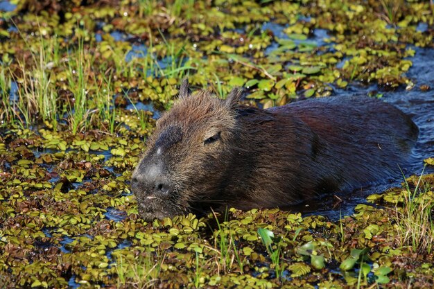 Young Capybara crossing the river Iguazu