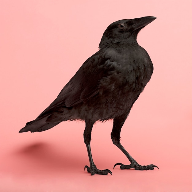 Photo young carrion crow - corvus corone (3 months) on a pink wall