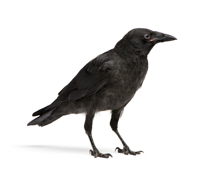 Photo young carrion crow, corvus corone on a white isolated