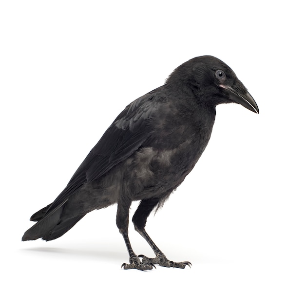 Giovane carrion crow, corvus corone su un bianco isolato