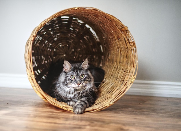 Young cat adorably and mischievously looking out from a new favorite space