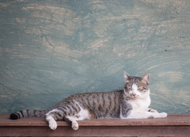 Young cat asleep at home