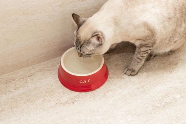 Young cat drinks water from a red bowl at home