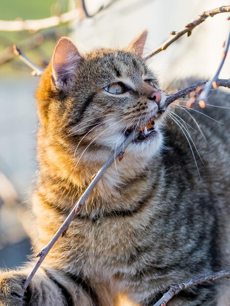 木の庭にいる若い猫が枝をかじる