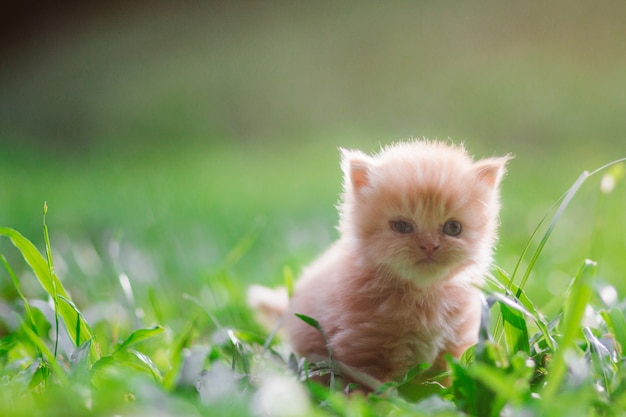 Young cat  on green meadow with back light