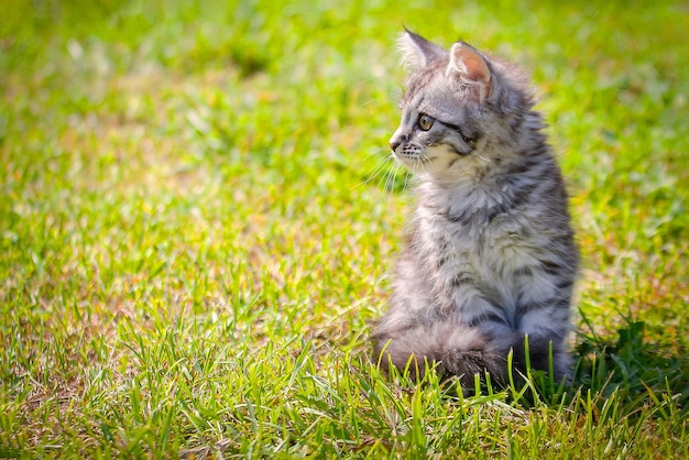 Young cat kitten on green meadow little striped kitten lies on\
green grass scared animal