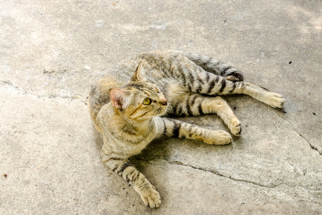 young cat laying on concrete floor.