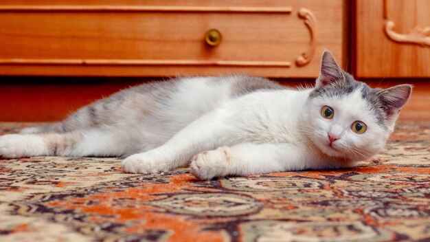 A young cat lies in a room on the floor