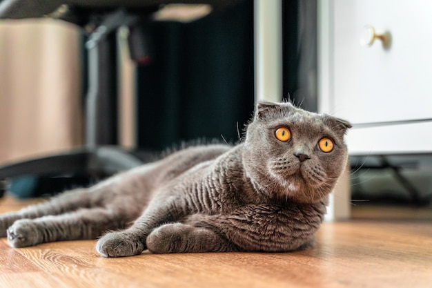 A young cat Scottish Fold is lying on the floor of the house