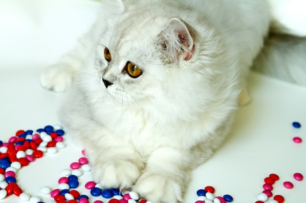 Young cat on a white background with sweets