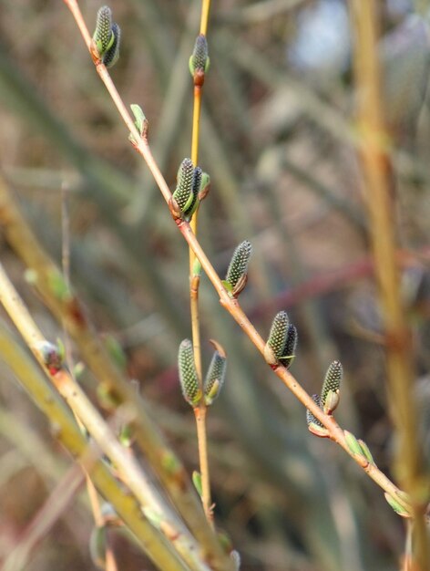 young catkins