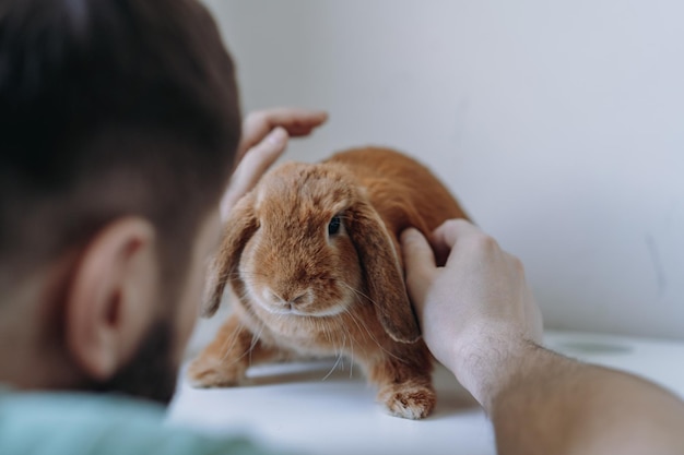 Young caucasian bearded veterinarian doctor examining red rabit