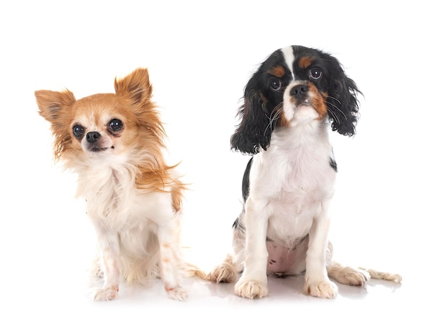 Young cavalier king charles and chihuahua